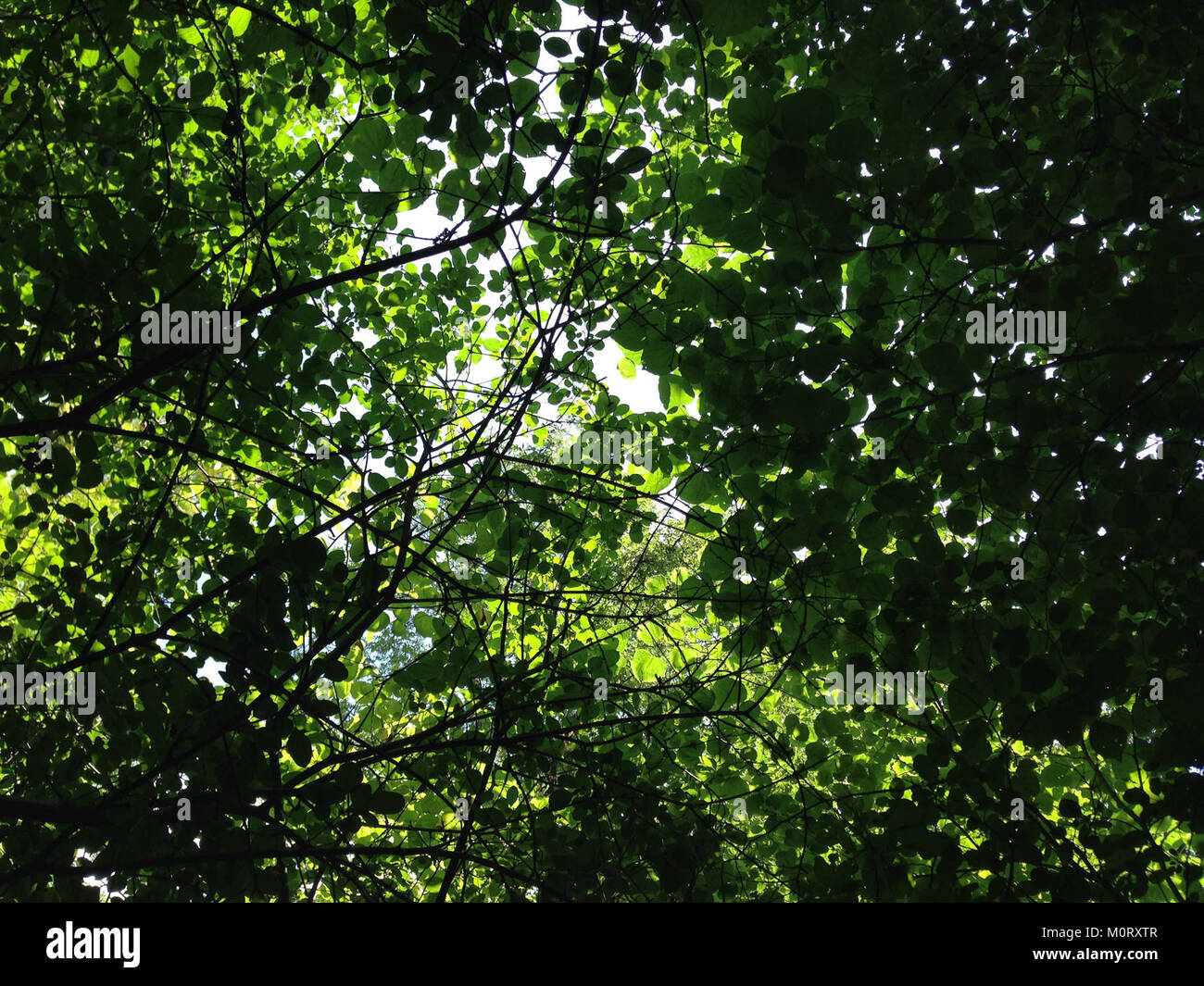 Il Cardiff Woods Park è un parco comunale nella zona di Cardiff. Dispone di spazi verdi, sentieri per passeggiate e aree ricreative che attirano sia la gente del posto che i visitatori. Il parco è il luogo ideale per praticare attività all'aperto come passeggiate, picnic e godersi la natura. Foto Stock