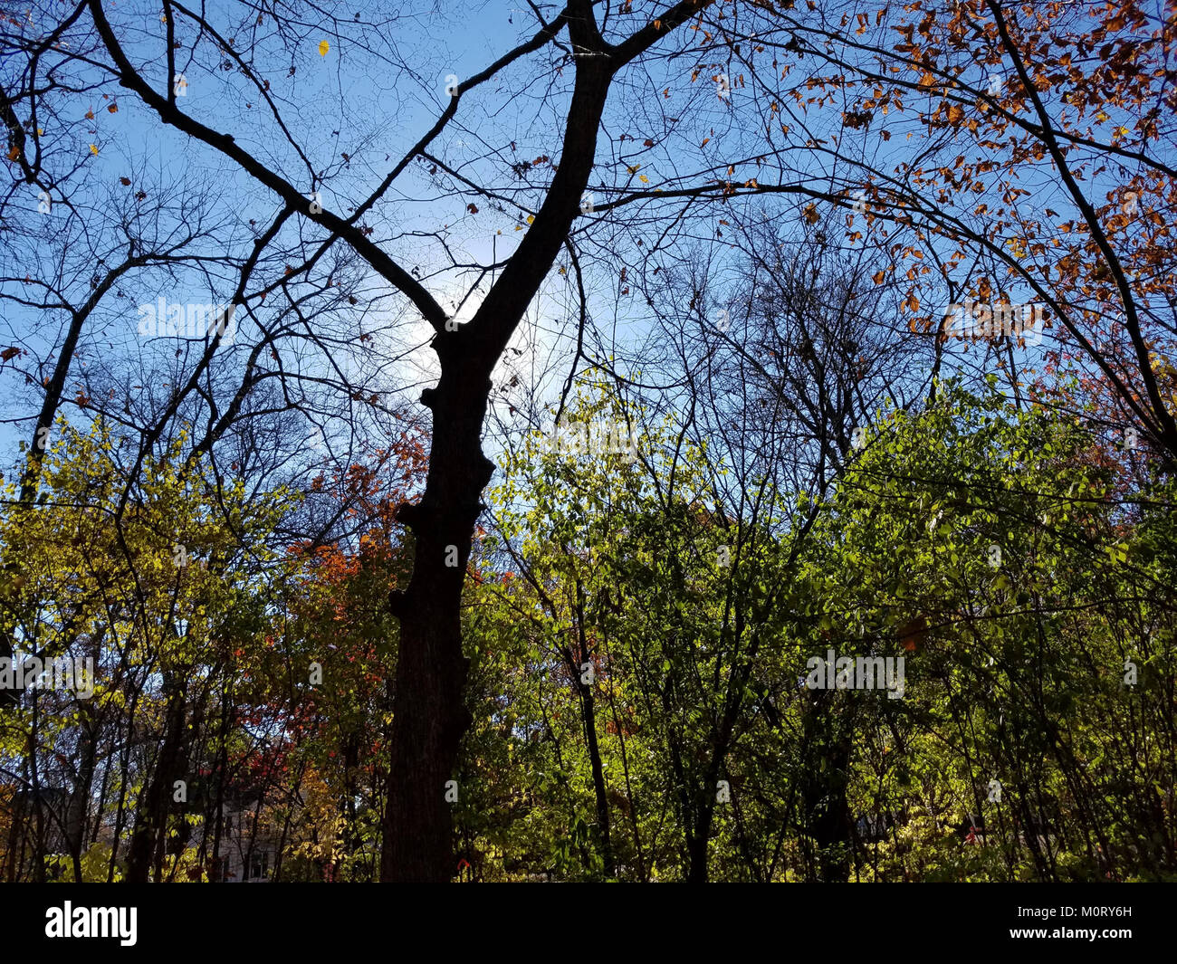 Il Cardiff Woods Park è un popolare parco urbano situato a Cardiff, Galles. Il parco dispone di spazi verdi lussureggianti, sentieri per passeggiate e una varietà di attività ricreative, che offrono una tranquilla fuga in città. Foto Stock