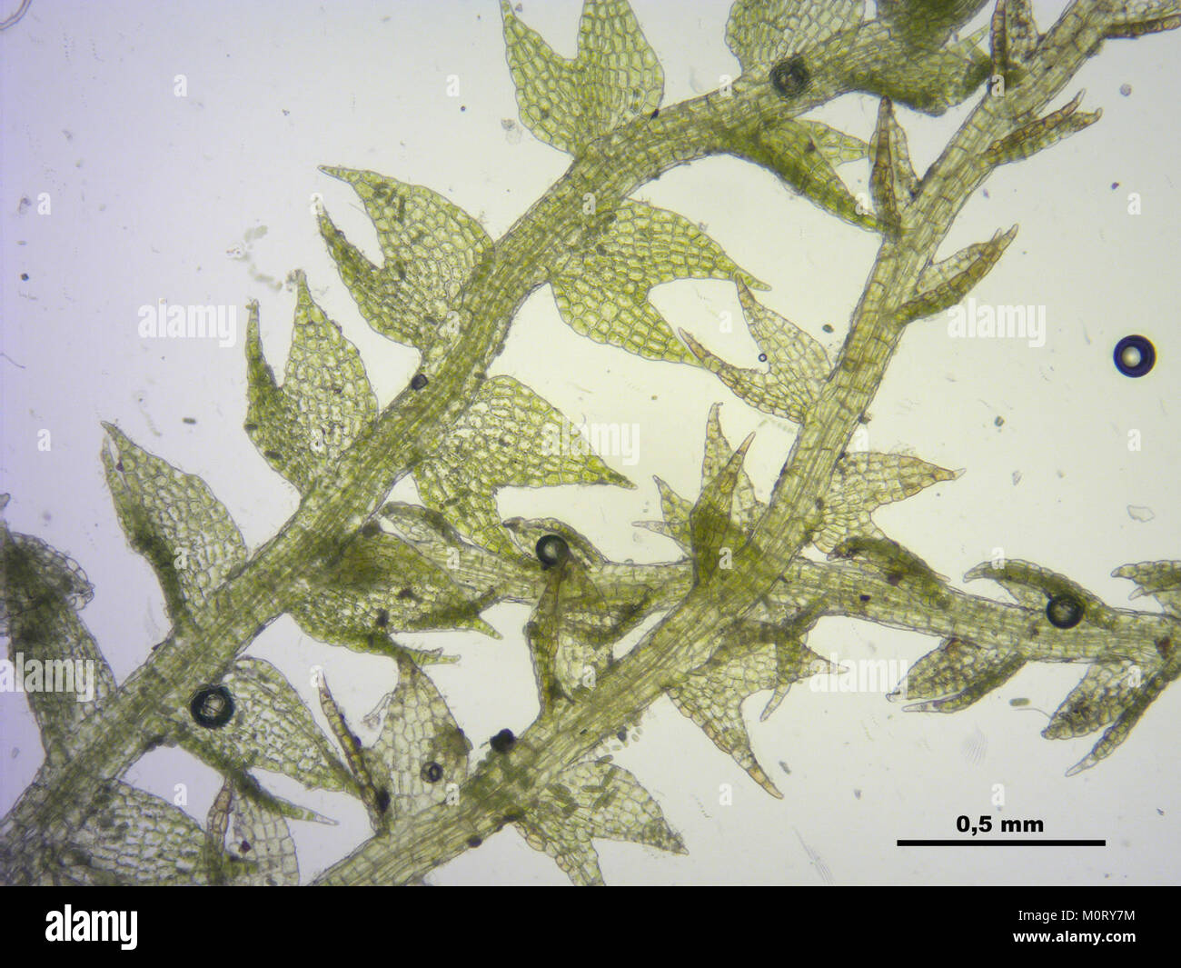 La Cephalozia bicuspidata è una specie di erba livrea presente in nicchie ecologiche specifiche. Nota per il suo aspetto a due lobi, questa pianta prospera in ambienti umidi e ombreggiati. Svolge un ruolo vitale nell'ecosistema aiutando il processo di fissazione dell'azoto e fornendo habitat per piccoli organismi. Foto Stock