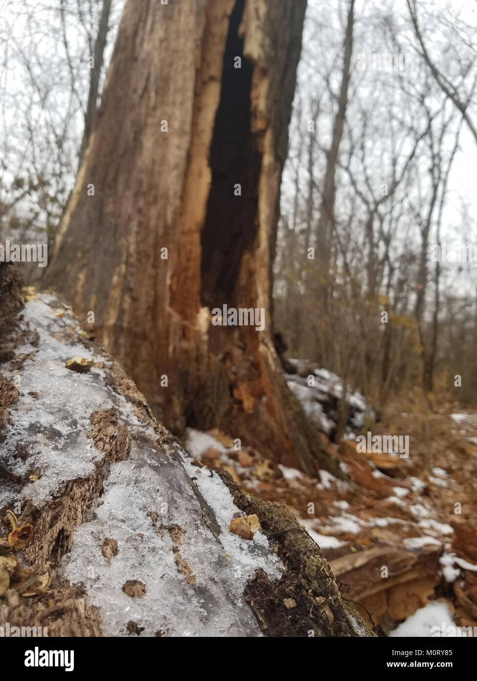 Il Cardiff Woods Park è un parco pubblico con paesaggi naturali, spazi ricreativi e una varietà di attività all'aperto. Foto Stock