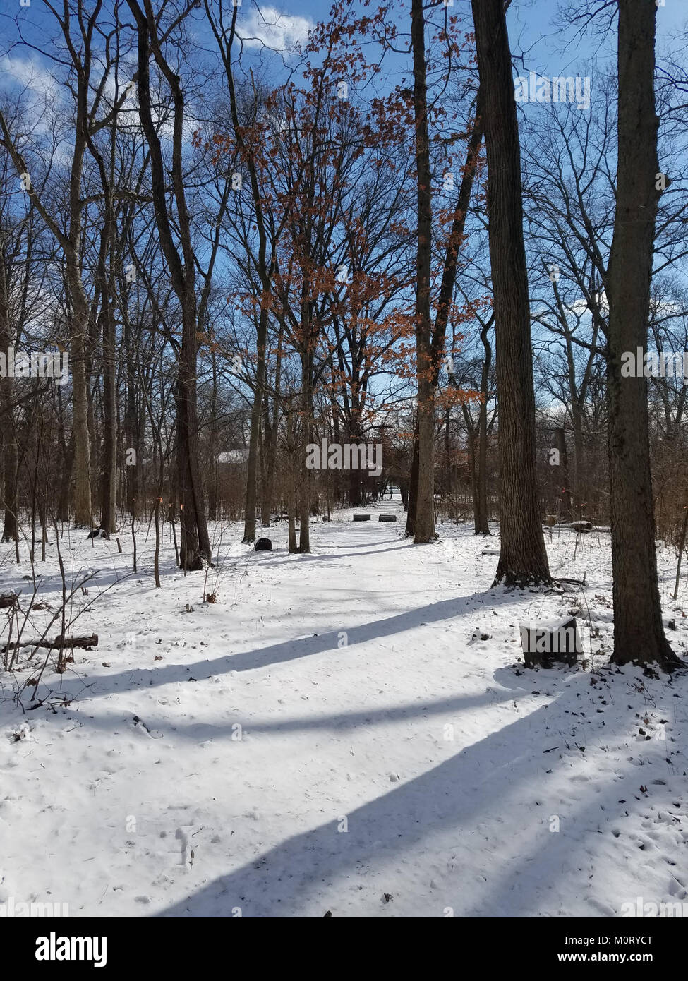 Una fotografia del Cardiff Woods Park, che mostra la bellezza naturale del paesaggio del parco. Il parco offre un mix di aree boscose e spazi ricreativi, offrendo un ambiente panoramico ai visitatori. Foto Stock