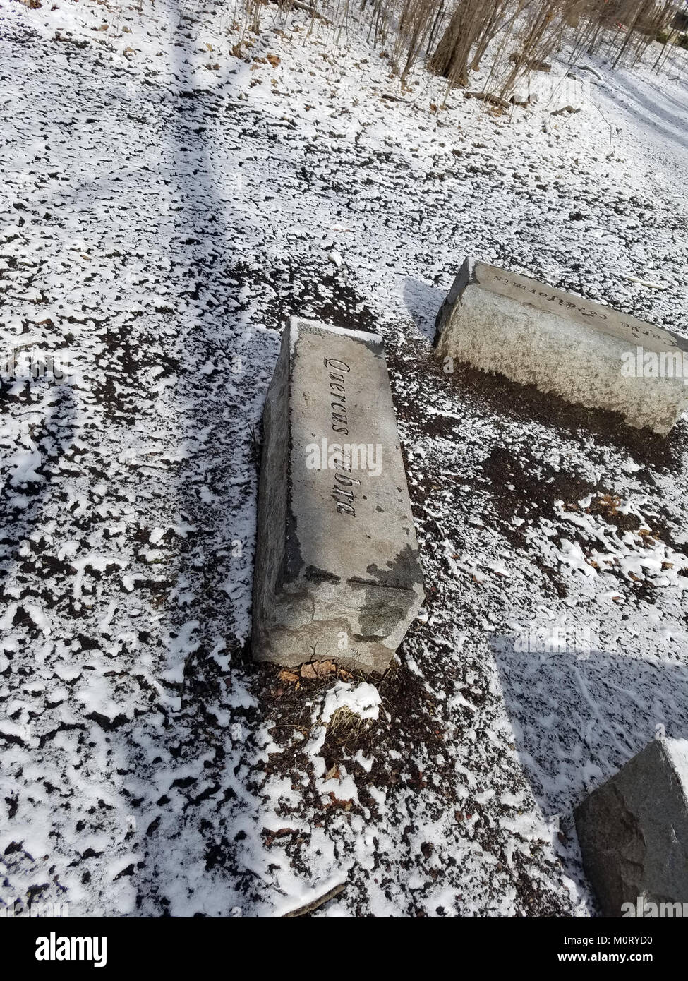 Il Cardiff Woods Park è un parco pubblico situato a Cardiff, noto per il suo spazio verde, le aree ricreative e l'ambiente naturale, che offre opportunità di attività all'aperto e relax. Foto Stock