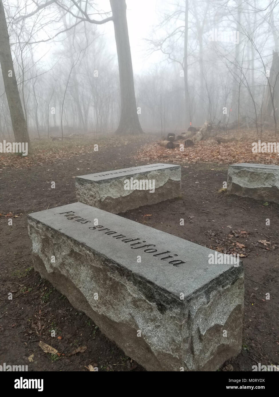 Cardiff Woods Park è un parco pubblico situato a Cardiff, che offre bellezze naturali, spazi all'aperto e opportunità ricreative. Serve come spazio comunitario per residenti e visitatori locali, promuovendo la conservazione dell'ambiente e attività ricreative. Foto Stock