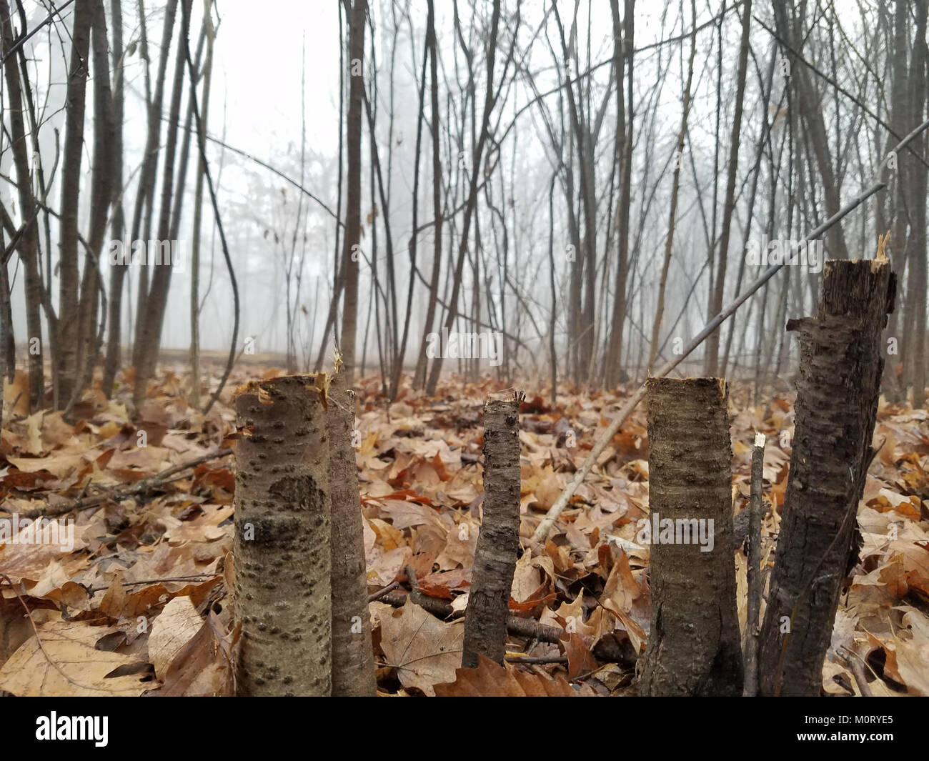 Il Cardiff Woods Park, situato a Cardiff, offre paesaggi naturali, sentieri per passeggiate e spazi ricreativi per attività all'aperto e riunioni di comunità. Foto Stock
