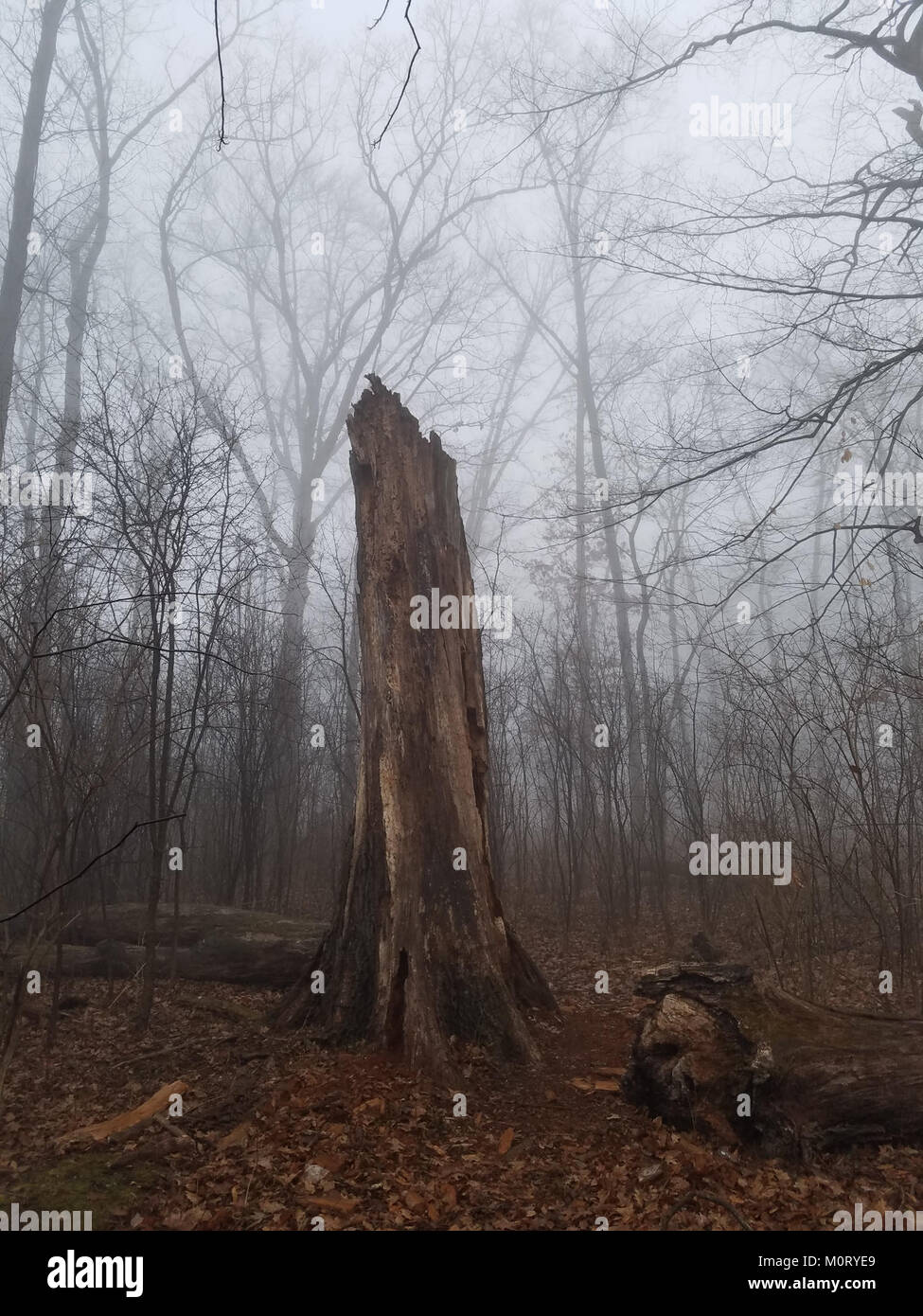 Cardiff Woods Park è un parco pubblico situato a Cardiff, che offre spazi verdi, sentieri per passeggiate e aree ricreative. E' un luogo popolare sia per la gente del posto che per i visitatori che cercano attività all'aperto e bellezze naturali. Foto Stock