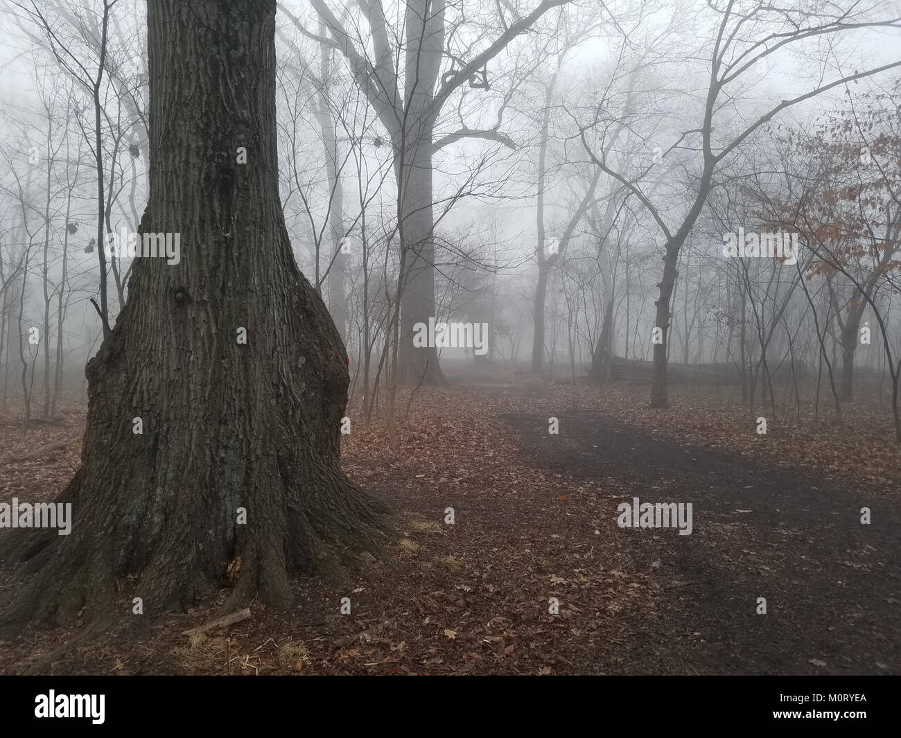 Il Cardiff Woods Park è un parco naturale situato a Cardiff, Galles. Offre sentieri panoramici per passeggiate e vegetazione lussureggiante, rendendolo una destinazione popolare per attività all'aperto e passeggiate nella natura. Foto Stock