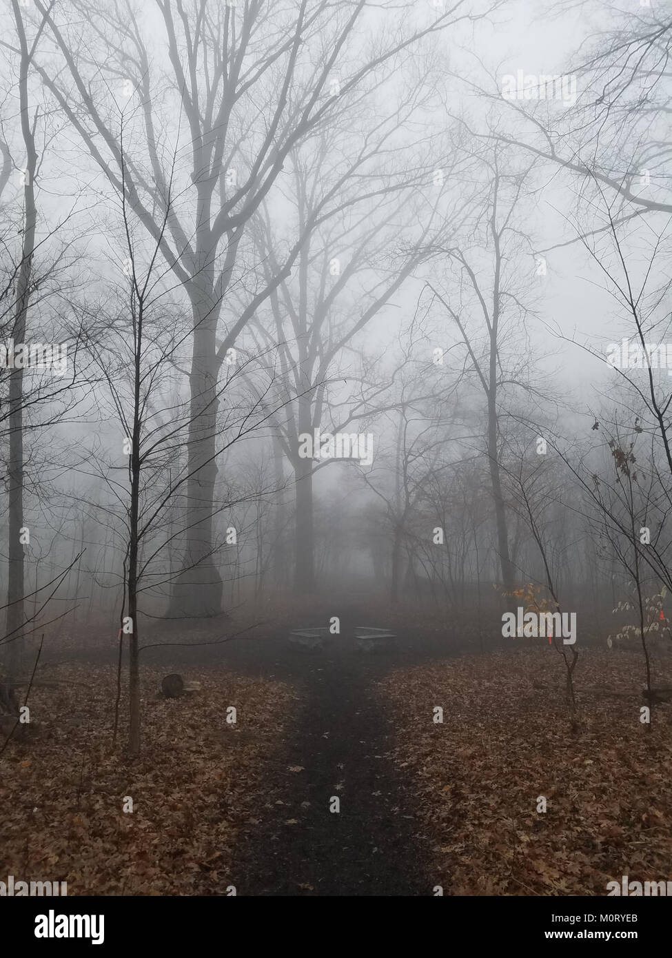 Il Cardiff Woods Park, situato a Cardiff, Galles, è un parco pubblico noto per la sua bellezza naturale e gli spazi verdi. Offre un ambiente tranquillo per attività all'aperto, tra cui passeggiate e attività ricreative. Foto Stock