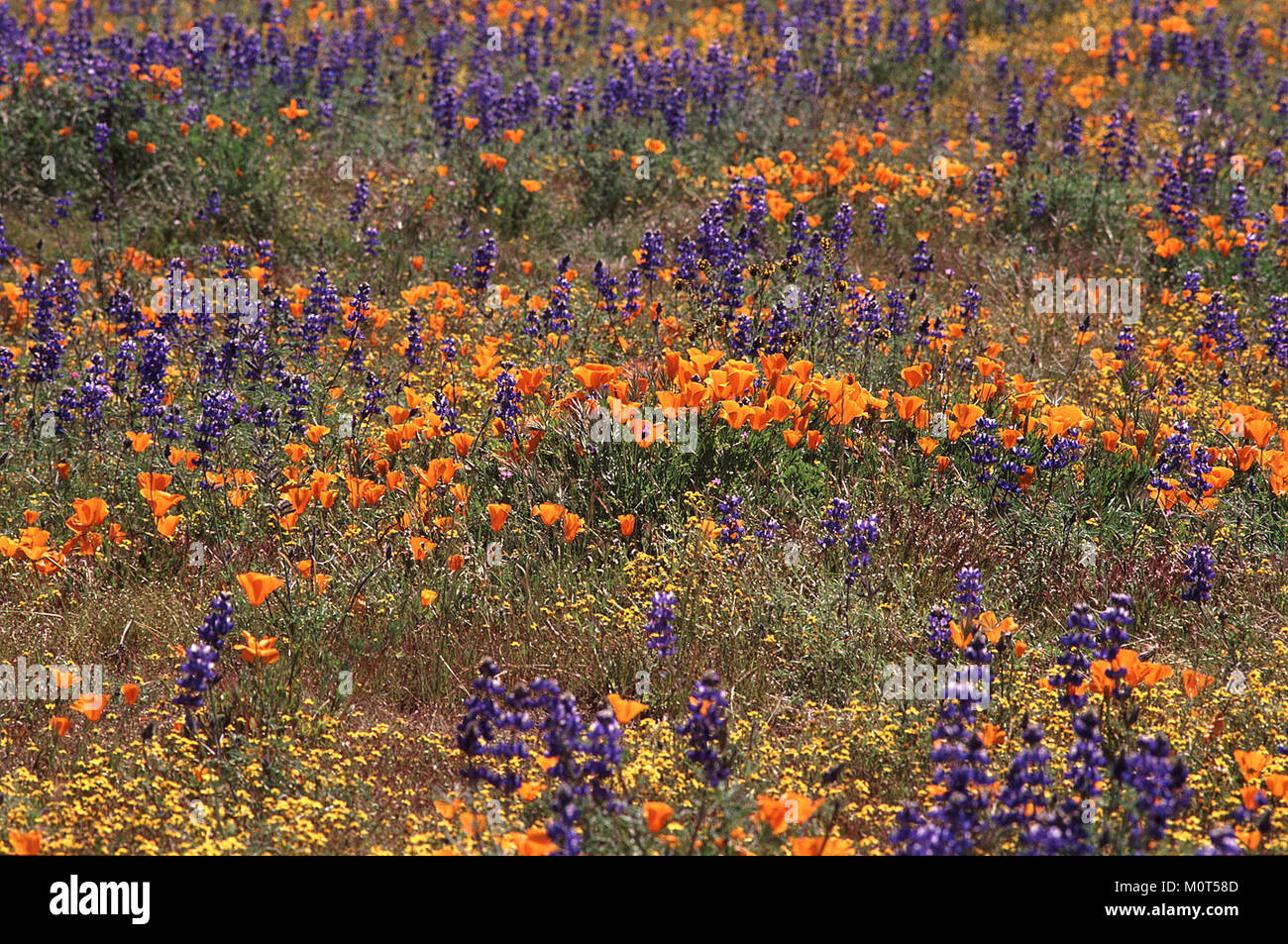 I fiori selvatici di Carrizo, catturati nel 2005, mostrano la vibrante vita vegetale della piana di Carrizo, una notevole area ecologica della California conosciuta per i suoi fiori selvatici stagionali. Foto Stock