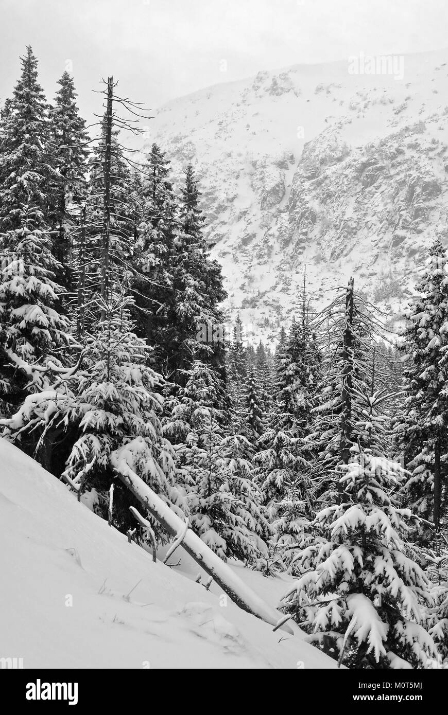 Bosco di abeti coperti di neve crescente sul lato di una montagna con una scogliera in background Foto Stock