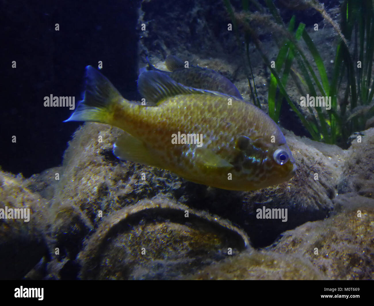 A Carassius carassius-1 Foto Stock