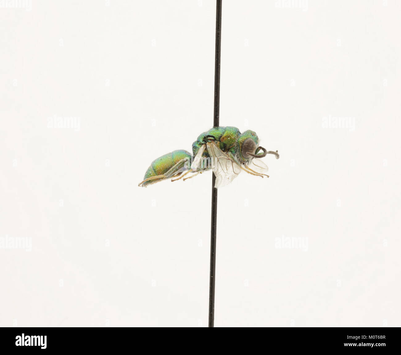Cephalochrysis ehrenbergi è una specie di invertebrato marino, presente negli oceani. È notevole per la sua struttura biologica unica e il suo ruolo negli ecosistemi marini. Foto Stock