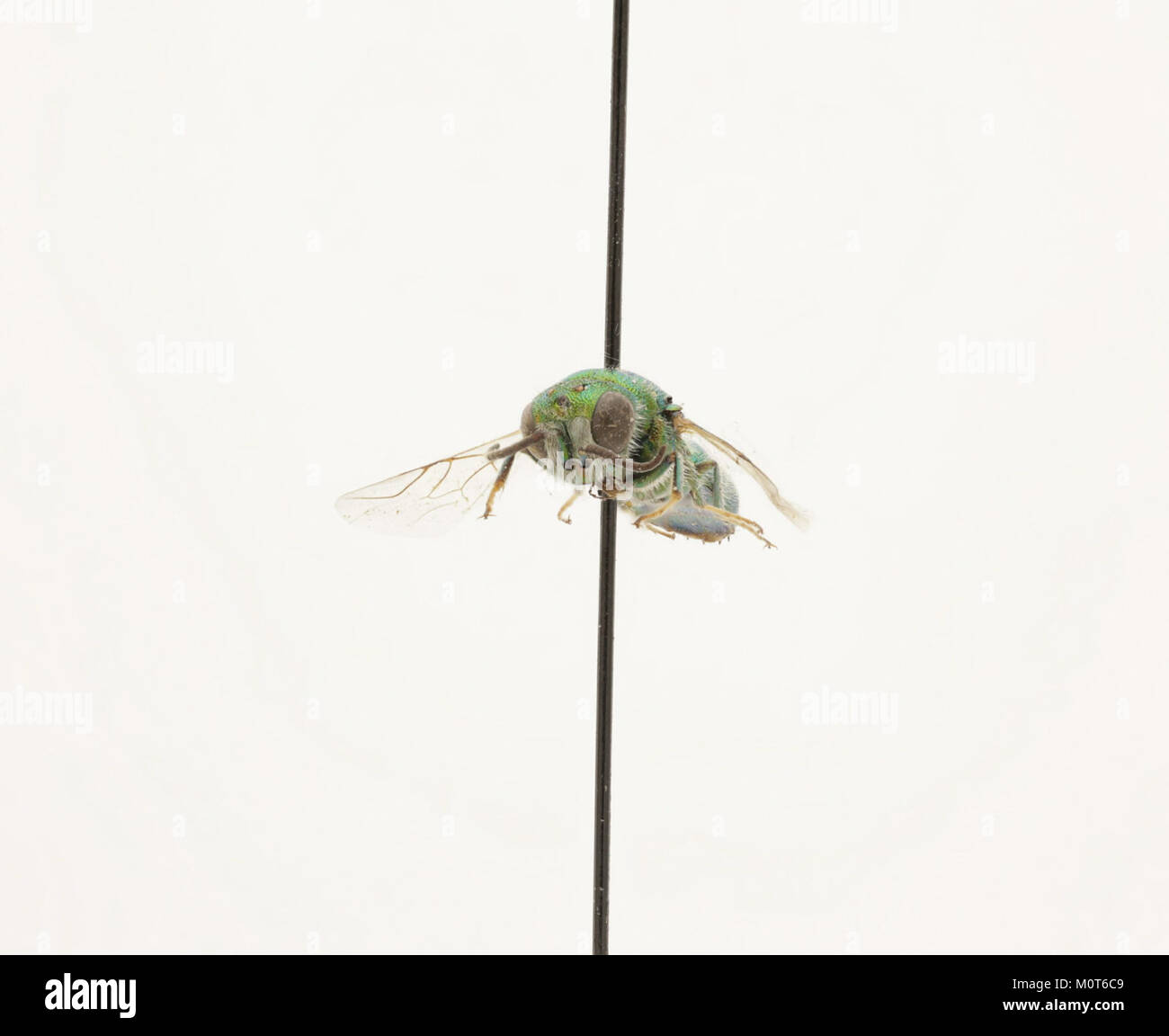 La Cephalochrysis ehrenbergi è una specie di zoofita presente negli ecosistemi marini, studiata per la sua struttura biologica e il suo ruolo ambientale. Questo organismo fa parte di un gruppo marino più grande noto per le sue caratteristiche cellulari uniche. Foto Stock