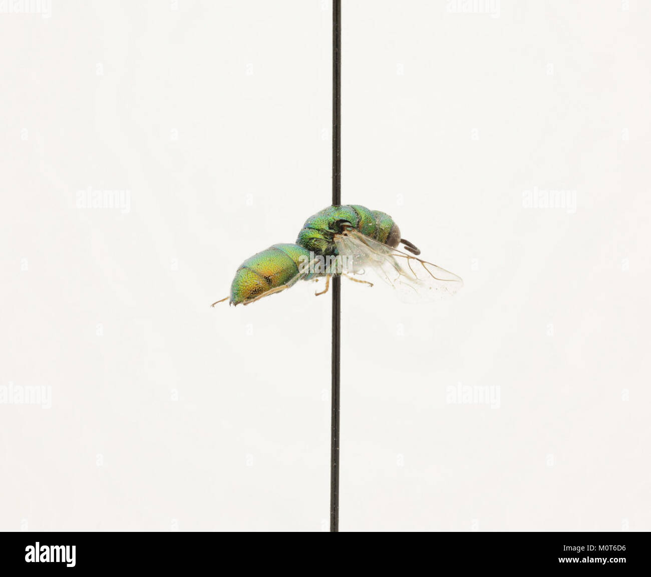 Cephalochrysis ehrenbergi è una specie di dinoflagellato presente in ambienti marini. È noto per il suo ruolo negli ecosistemi acquatici e per la sua importanza negli studi sul plancton. Foto Stock