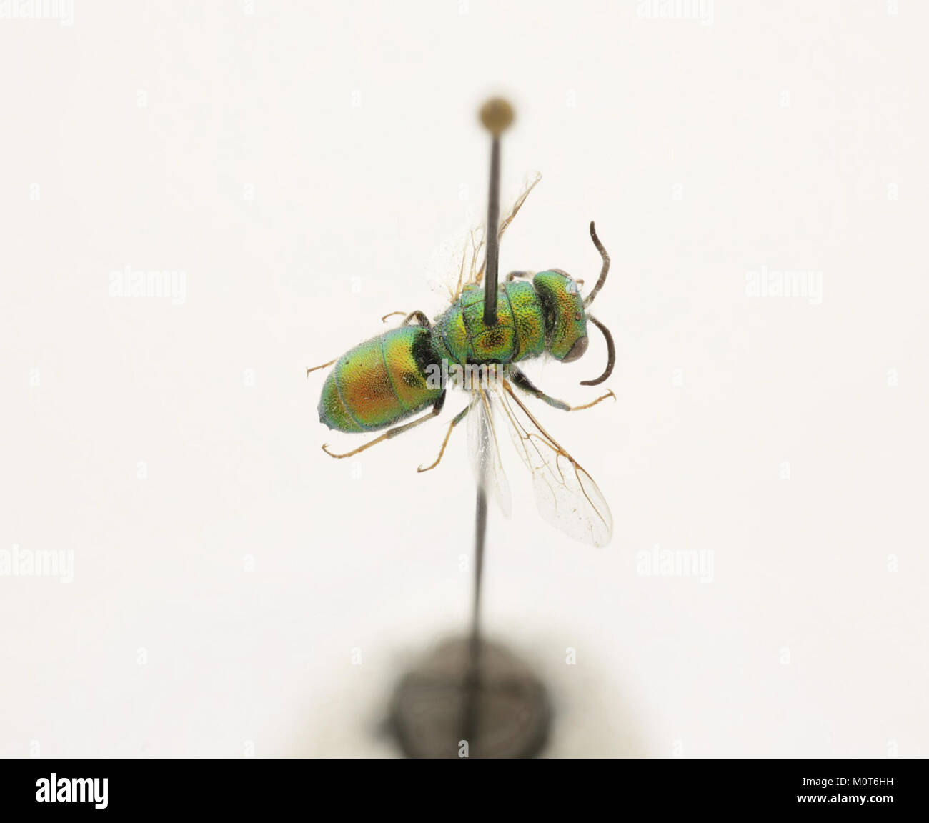 Cephalochrysis ehrenbergi è una specie di zooplancton marino, tipicamente presente nelle acque del Mediterraneo. È nota per la sua struttura complessa e il suo ruolo nella catena alimentare acquatica, contribuendo agli ecosistemi marini. Foto Stock