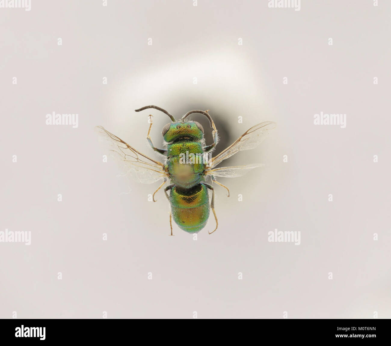 Cephalochrysis ehrenbergi è una specie di protozoo che si trova in ambienti marini, studiata per il suo ruolo negli ecosistemi zooplancton. Questa specie svolge un ruolo importante nelle reti alimentari acquatiche, servendo come preda per gli organismi più grandi. Foto Stock