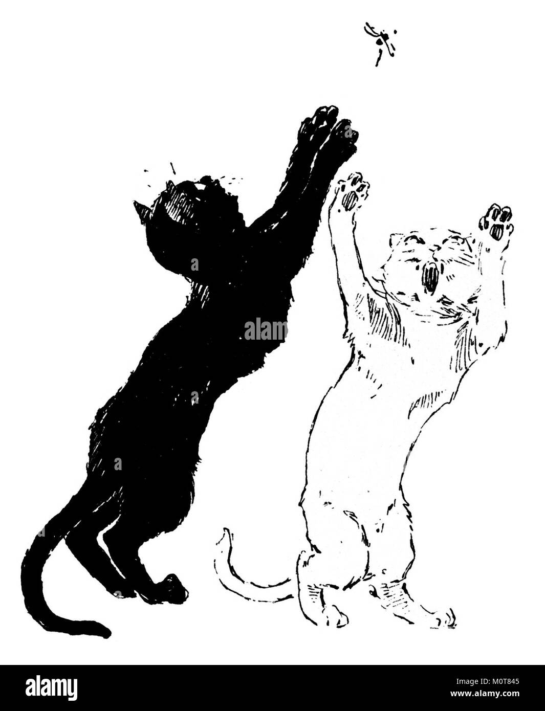 Una serie di immagini di gatti, presentate senza parole, parte della collezione MET. Queste fotografie catturano la grazia e la personalità dei gatti attraverso la narrazione visiva, consentendo agli spettatori di interpretare ogni immagine senza una descrizione scritta. Foto Stock