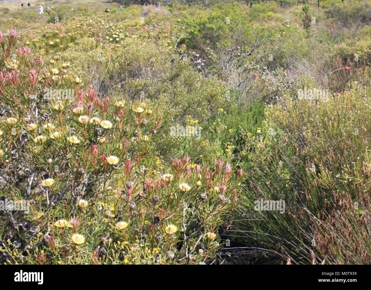 Il Cape Flats Sand Fynbos è un ecosistema vegetale unico a città del Capo, caratterizzato da cespugli e restio. Queste piante sono adattate al suolo sabbioso della regione e agli incendi periodici, contribuendo alla biodiversità della zona. Foto Stock