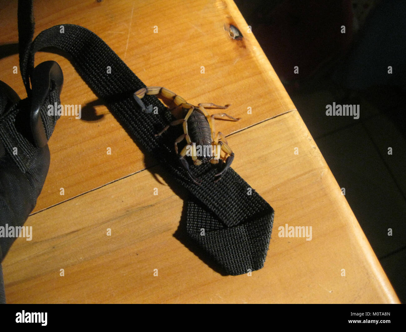 Centruroides margaritatus è una specie di scorpione diffusa principalmente in America centrale e meridionale. Conosciuta per il suo aspetto distintivo e la puntura velenosa, abita ambienti aridi e secchi, spesso sotto rocce e detriti. Il suo veleno, sebbene potente, non è di solito fatale per gli esseri umani, anche se può causare dolore e disagio significativi. Foto Stock