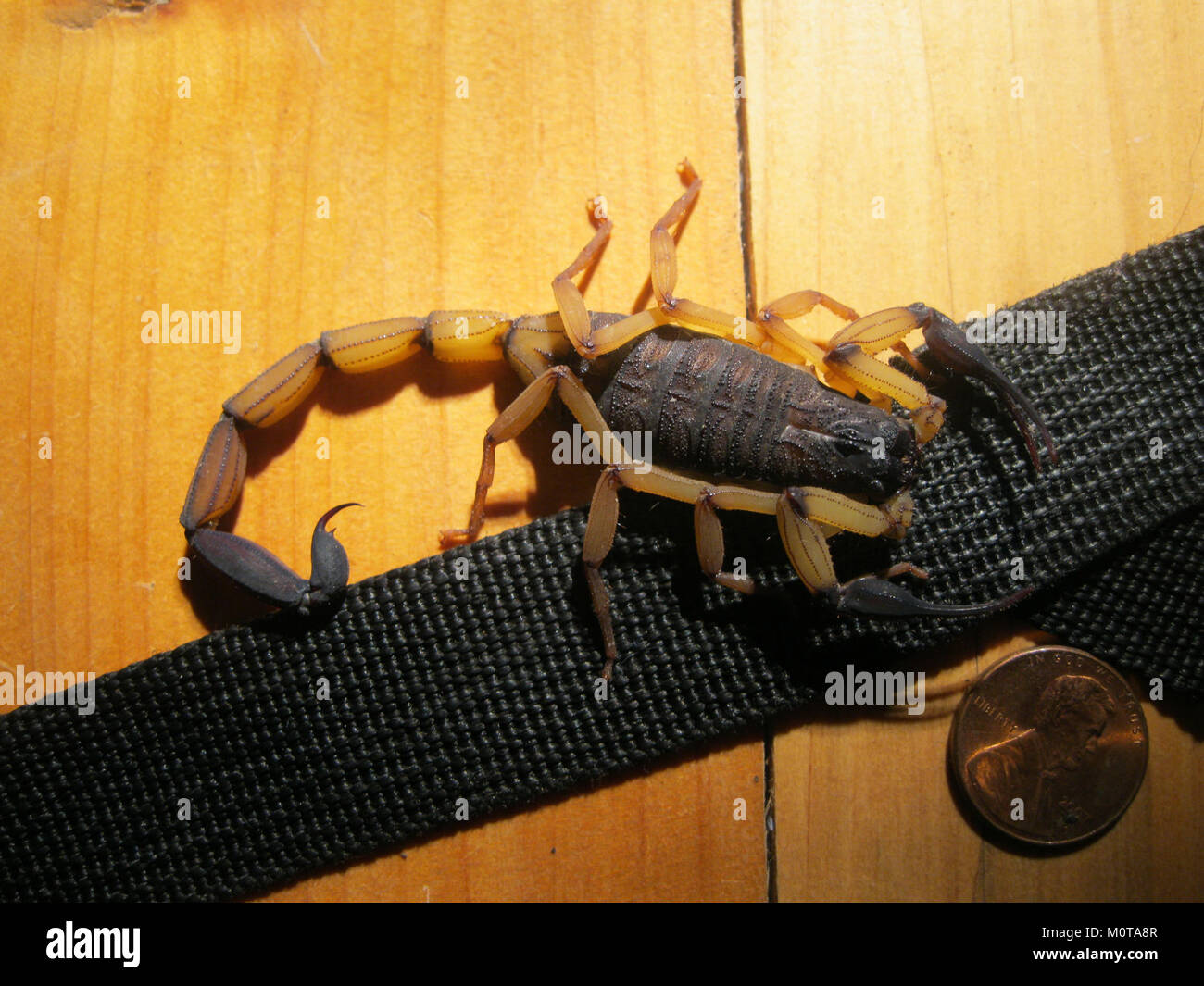 Centruroides margaritatus, noto anche come scorpione della corteccia tropicale, è una specie di scorpione originaria dell'America centrale e meridionale. È riconosciuto per la sua puntura velenosa, che può causare sintomi da lievi a moderati negli esseri umani, anche se le morti sono rare. In genere vive in ambienti rocciosi secchi ed è conosciuta per la sua colorazione distintiva. Foto Stock