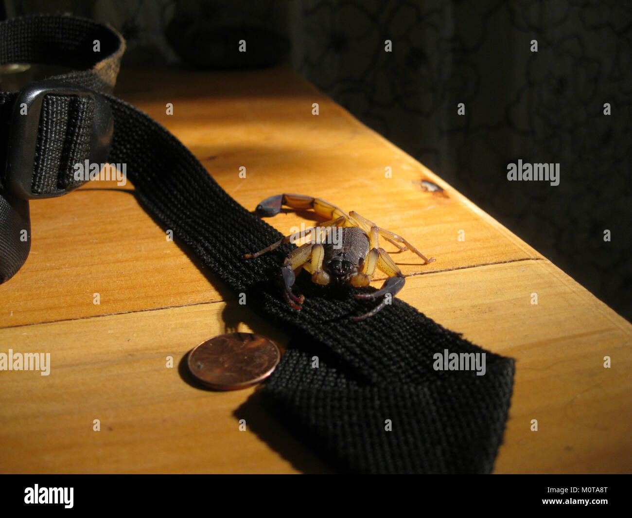 Centruroides margaritatus, noto anche come scorpione di corteccia striata, è una specie di scorpione diffusa in America centrale. È riconosciuto per i suoi segni distintivi e la puntura velenosa. Foto Stock