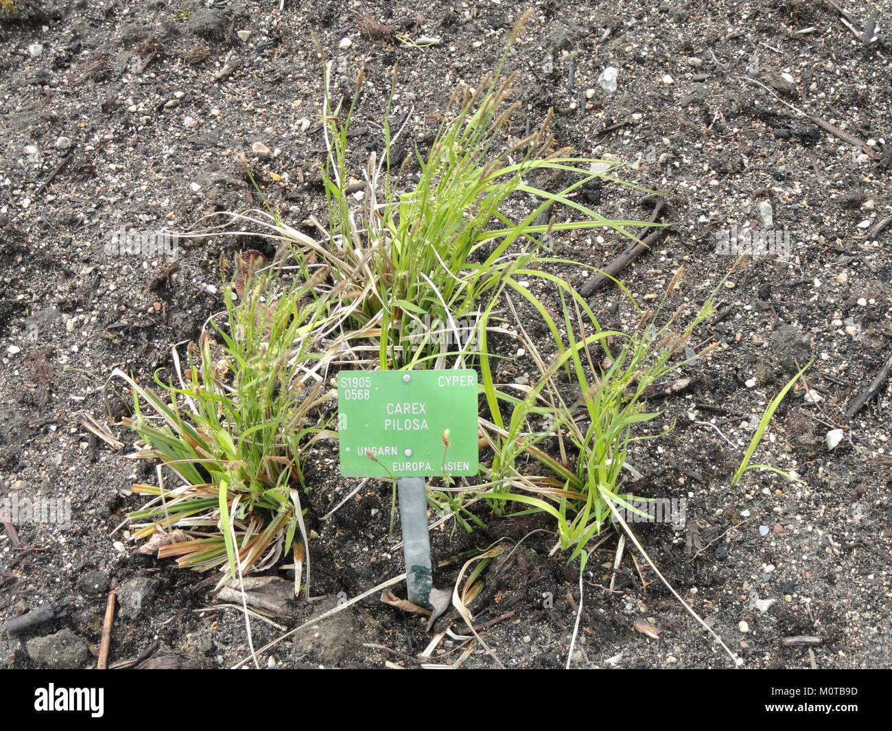Carex pilosa - Copenhagen Giardino Botanico - DSC07936 Foto Stock