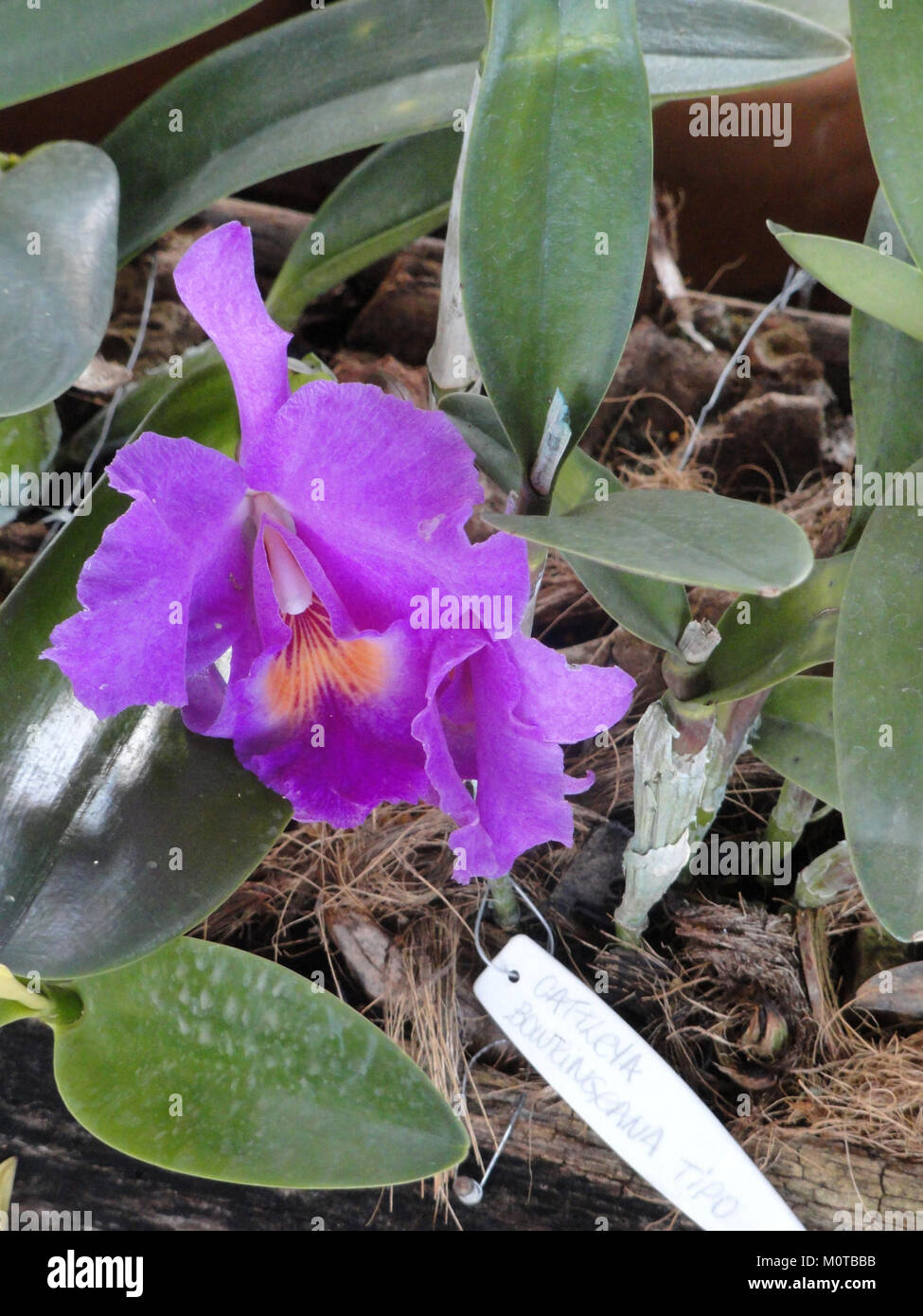 Cattleya bowringiana var. tipo, una specie di orchidee, è presente in una fotografia della collezione Margaret Mee del vivaio delle orchidee. L'immagine mette in risalto questa varietà di Cattleya in piena fioritura, mostrando le sue caratteristiche distintive. Foto Stock