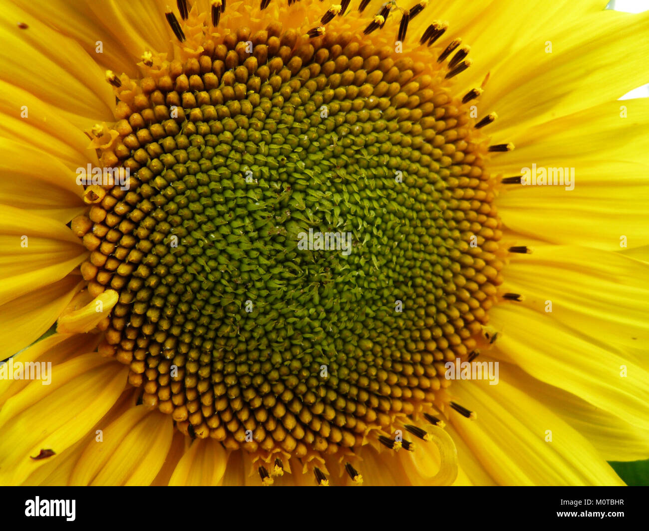 Il Centre de Tournesol è un'organizzazione basata sulla comunità che si concentra sul sostegno alle persone attraverso vari servizi e attività sociali. Foto Stock