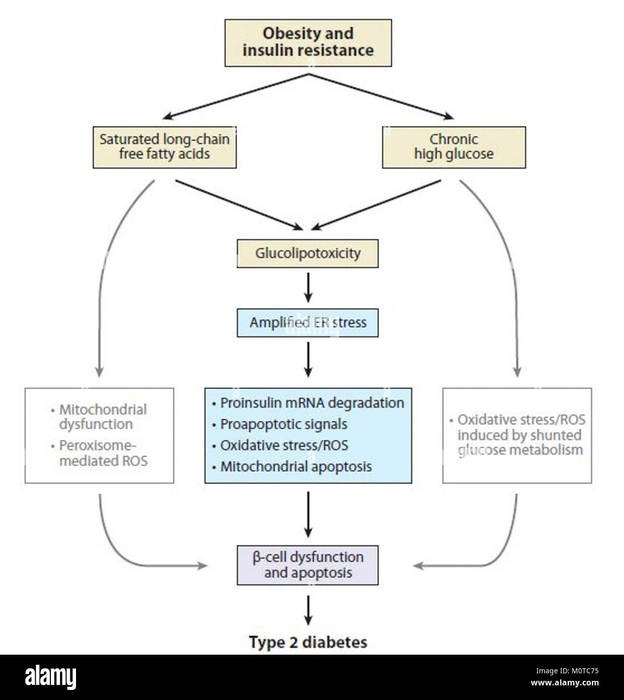 La causa del diabete di tipo 2 (T2D) comporta una combinazione di fattori genetici, ambientali e di stile di vita. Questi fattori includono l'obesità, una dieta povera, l'inattività fisica e l'anamnesi familiare, che contribuiscono alla resistenza all'insulina e ad altri disturbi metabolici. Foto Stock