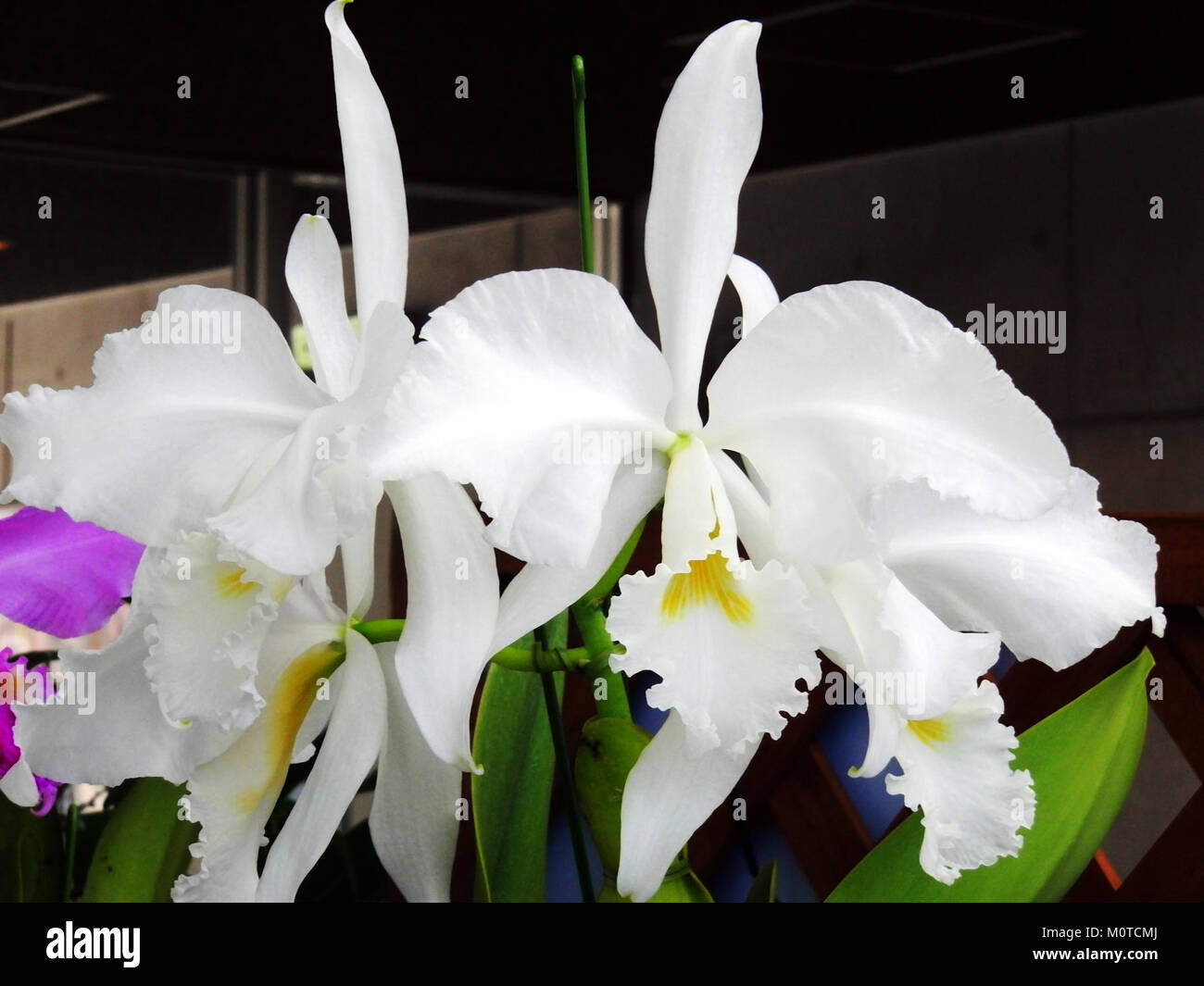 Cattleya warneri forma alba 'Wedding Bells' è una rara e bella varietà di orchidee, conosciuta per i suoi sorprendenti fiori bianchi e la bellezza unica. Foto Stock