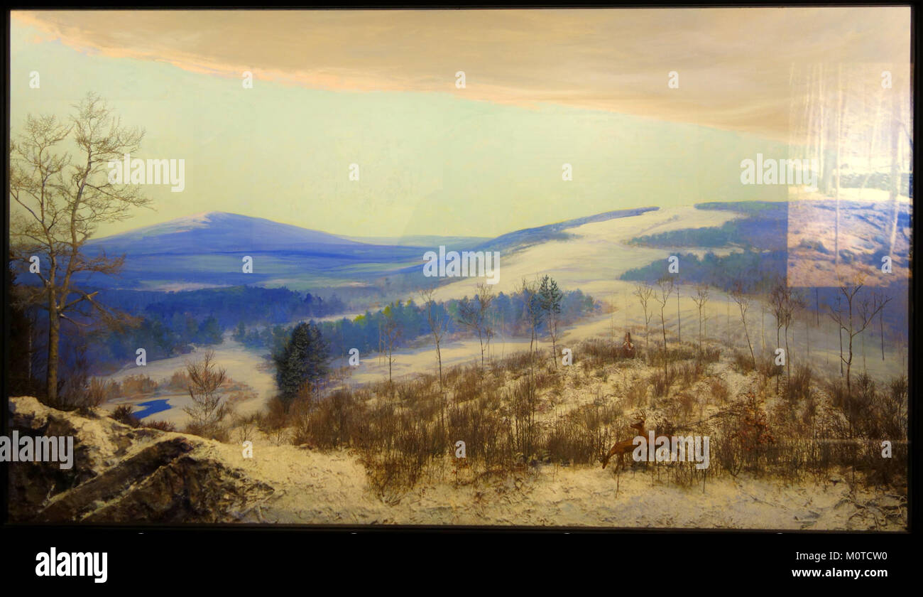 Questo diorama, presente nel Fisher Museum della Foresta di Harvard, illustra la successione di ecosistemi forestali in cui l'Old Field Pine viene infine sostituito da alberi di legno duro. Mette in evidenza la successione ecologica e la gestione forestale. Foto Stock