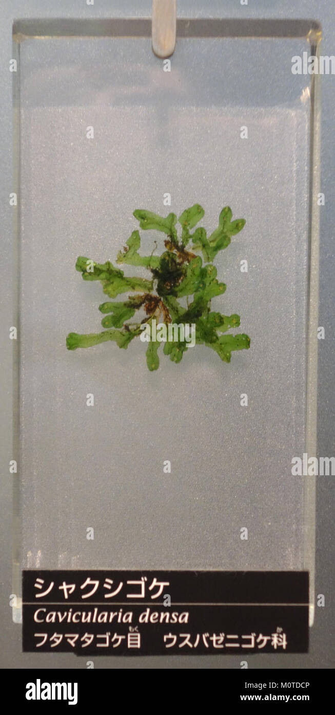 Cavicularia densa è una specie di corallo esposta al Museo Nazionale della natura e della Scienza di Tokyo, in Giappone. Nota per il suo aspetto distinto, questa specie di corallo svolge un ruolo cruciale negli ecosistemi marini come fornitore di habitat per la vita marina. Foto Stock