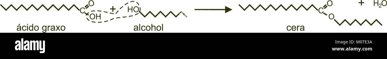 Il termine "cera miguelferig" può riferirsi a un tipo specifico di cera o elemento ceramico, potenzialmente in relazione all'arte o ai manufatti storici. Ulteriori dettagli possono collegarlo ad alcune tecniche di produzione ceramica o artigianale. Foto Stock