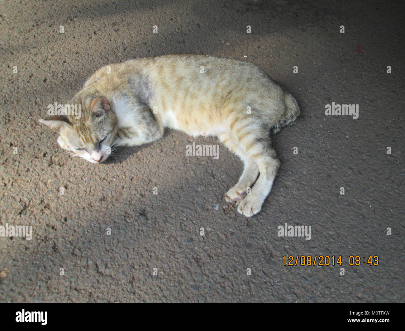 Un gatto a coda di cavallo è caratterizzato da una coda corta o naturale. Questa condizione della coda è comune in alcune razze di gatto come il Manx, dove la coda è assente o molto più corta di quella tipica per altri felini. Foto Stock