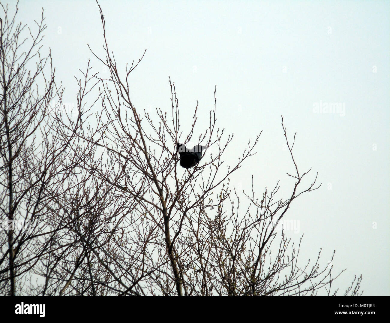 Un Carrion Crow è arroccato su un ramo di fronte all'estuario di Severn presso la riserva RSPB di Newport Wetlands. Il sito è un habitat importante per una varietà di specie di uccelli, tra cui il corvo di Carrion. Foto Stock