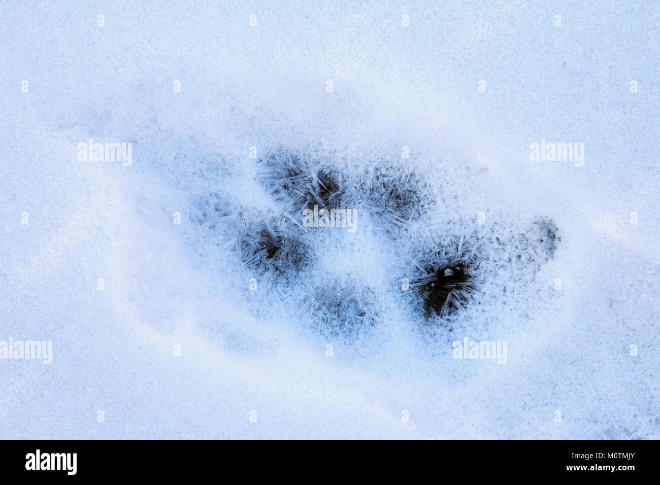 Zampa animale stampa in neve fresca Foto Stock