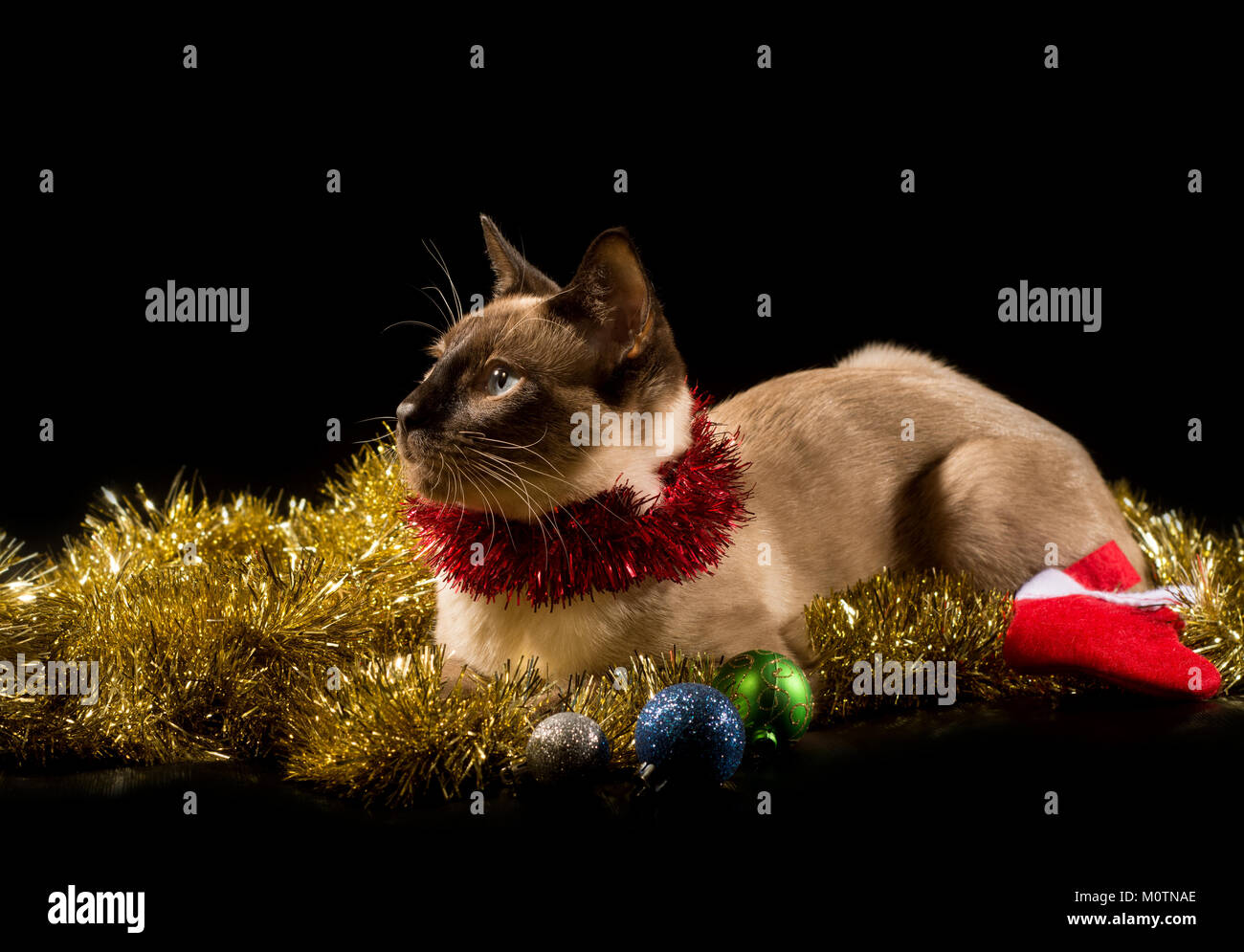 Bel gatto siamese gatto con golden orpelli natalizi e baubles, su sfondo nero Foto Stock