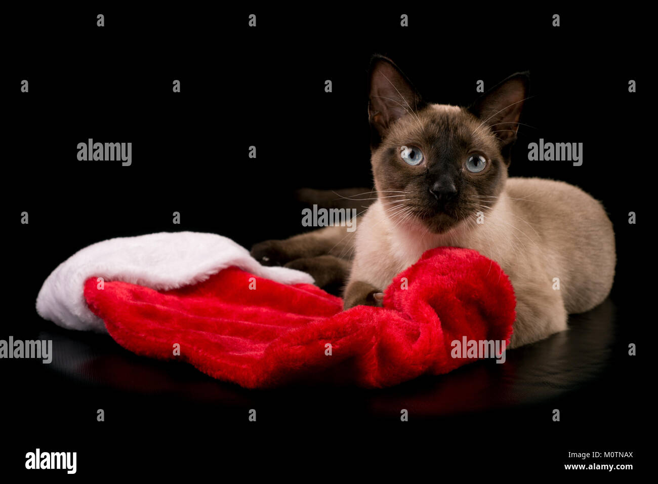 Punto di cioccolato gatto siamese gatto sdraiato con una calza di Natale, su sfondo nero Foto Stock