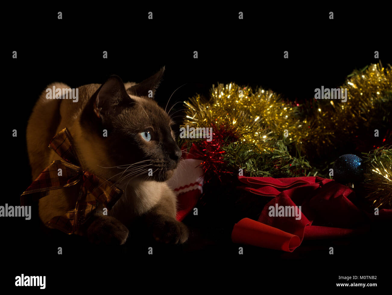 Gatto siamese gatto con golden orpelli natalizi e baubles, su sfondo nero con illuminazione drammatica Foto Stock