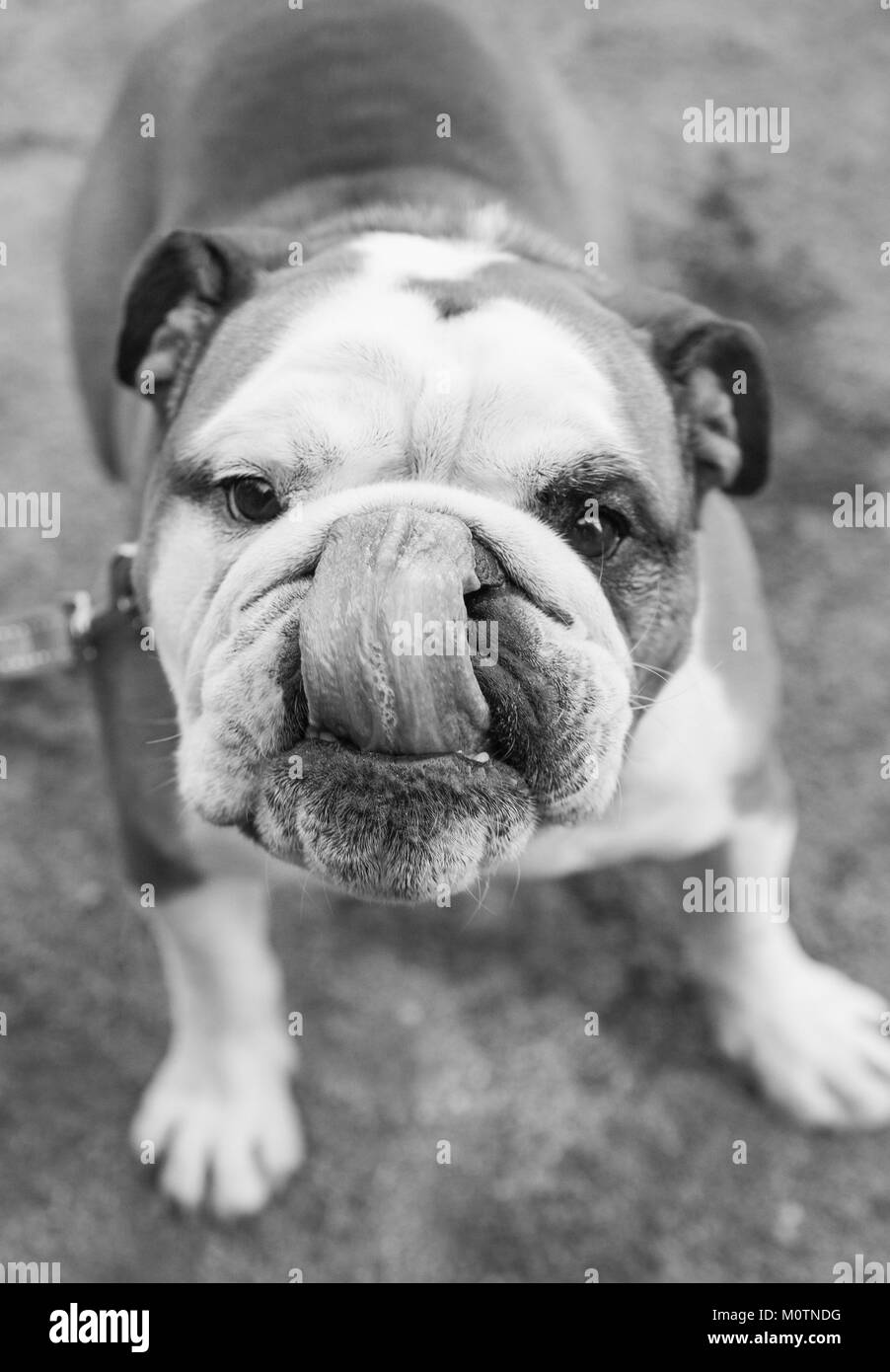 Australian Bulldog Foto Stock