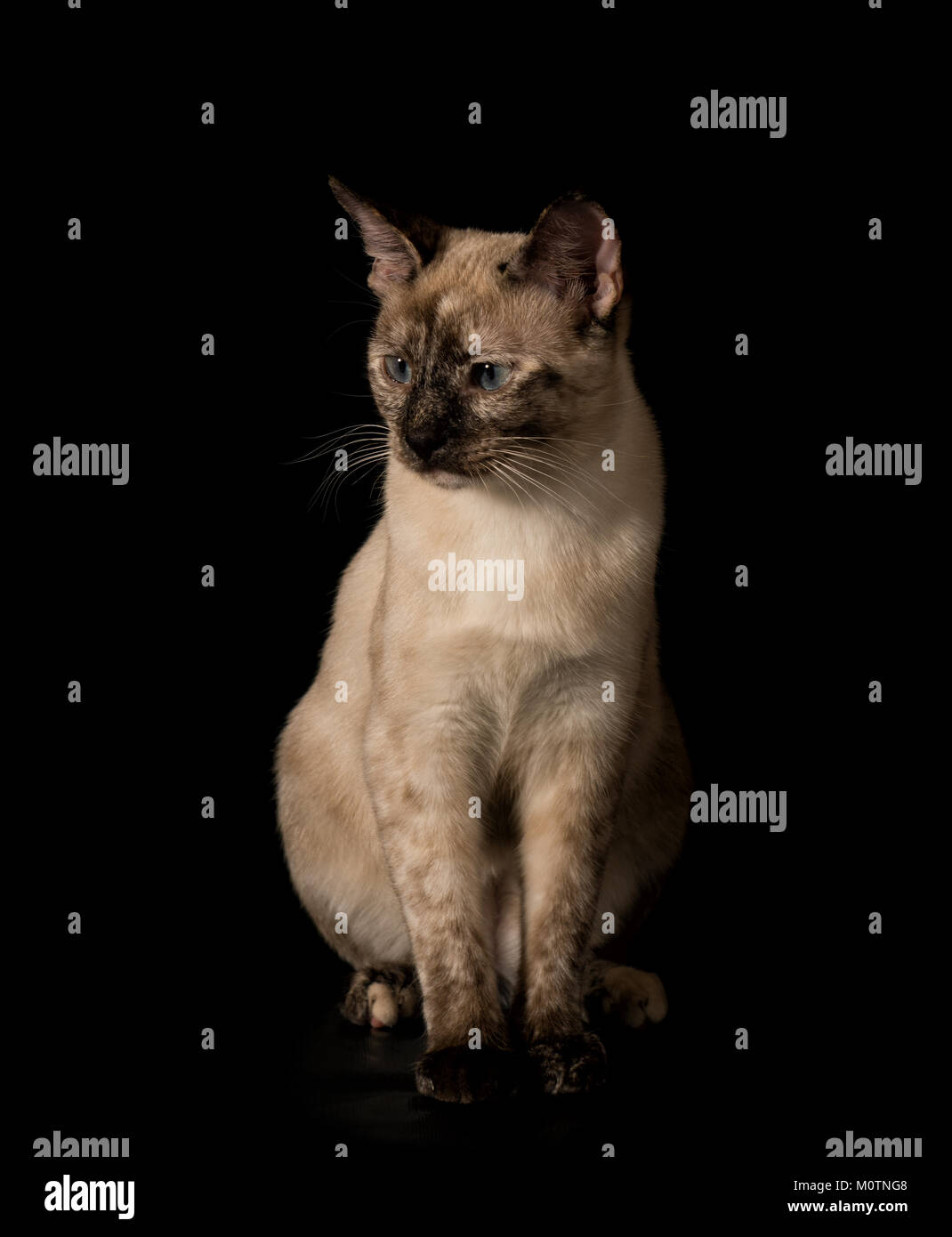 Giovane e bella gatto siamese gatto seduto su sfondo nero, guardando a sinistra del Viewer Foto Stock