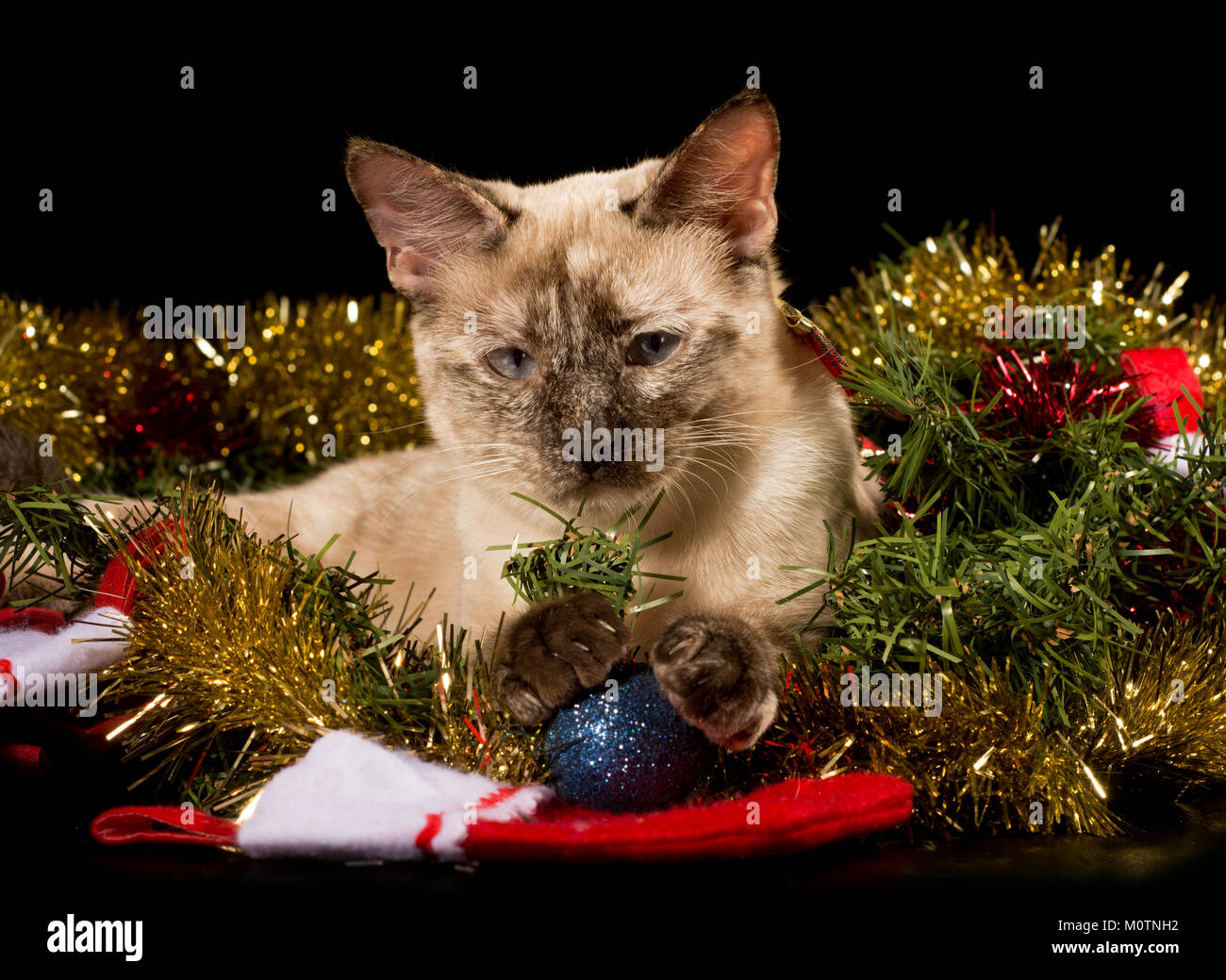 Adorabili e tortie point siamese Gattino nella scintillante di orpelli natalizi con le sue zampette su una pallina di colore blu su sfondo nero Foto Stock