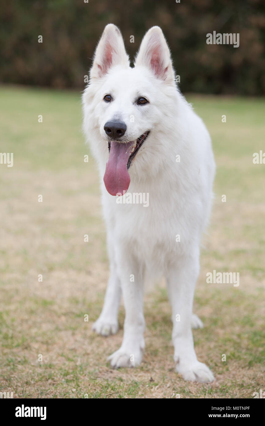 Bianco Pastore Tedesco Foto Stock