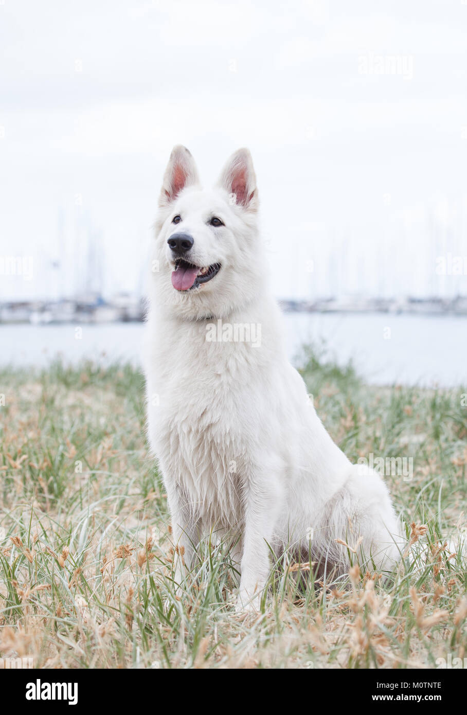 Bianco Pastore Tedesco Foto Stock