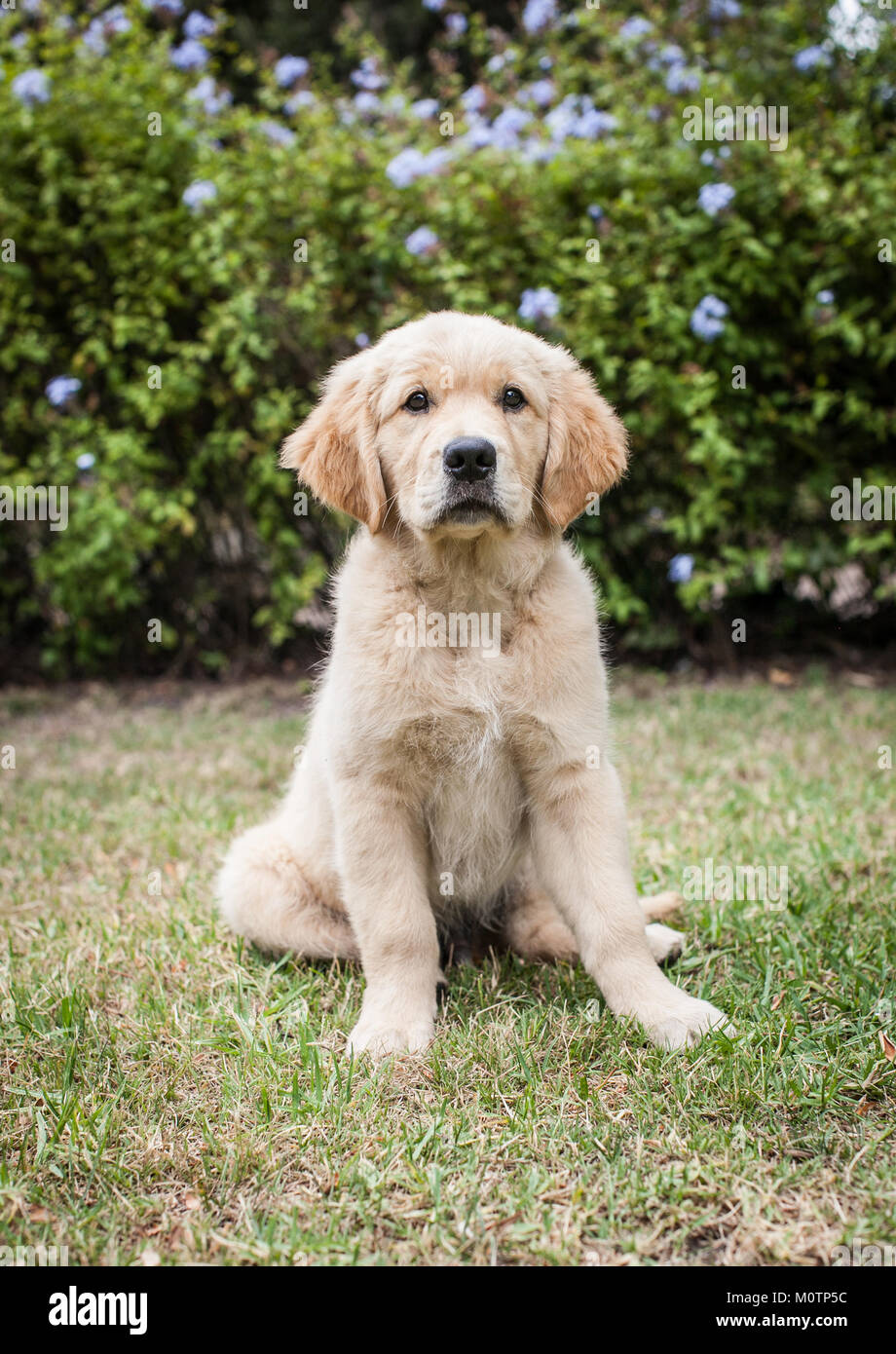 Cucciolo di labrador Foto Stock
