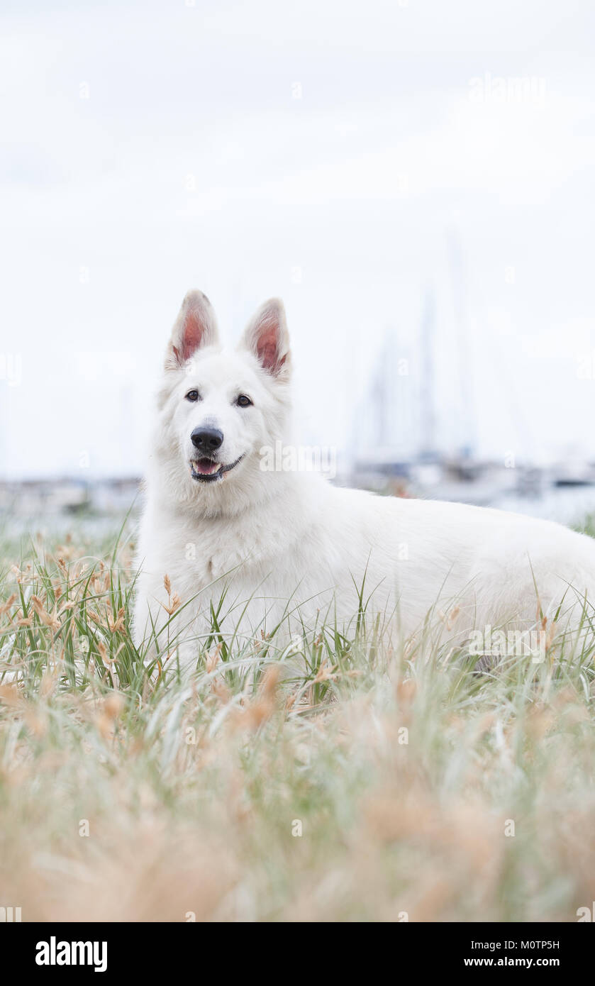 Bianco Pastore Tedesco Foto Stock