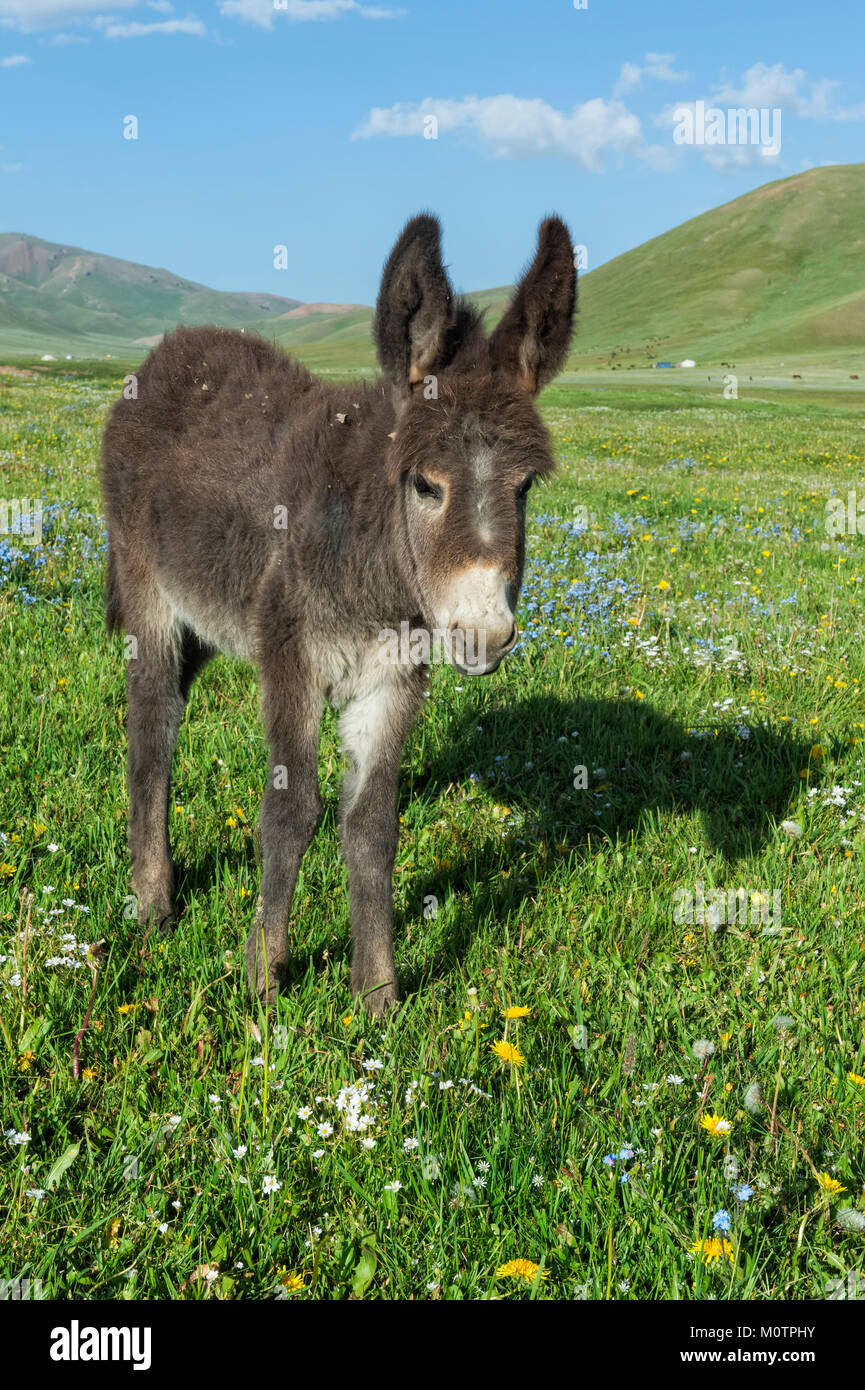 Asino, Song Kol, provincia di Naryn, Kirghizistan, Asia centrale Foto Stock