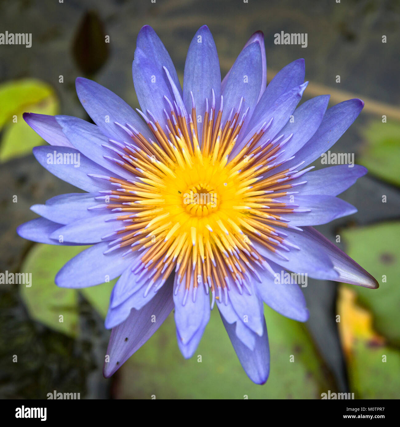 Bocciolo di loto in Hawaii Foto Stock