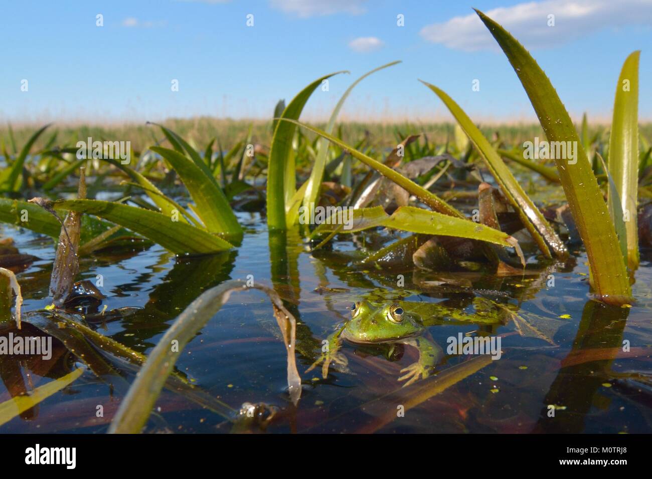 Rana verde sull'acqua in estate in un naturale paesaggio ambientale Foto Stock