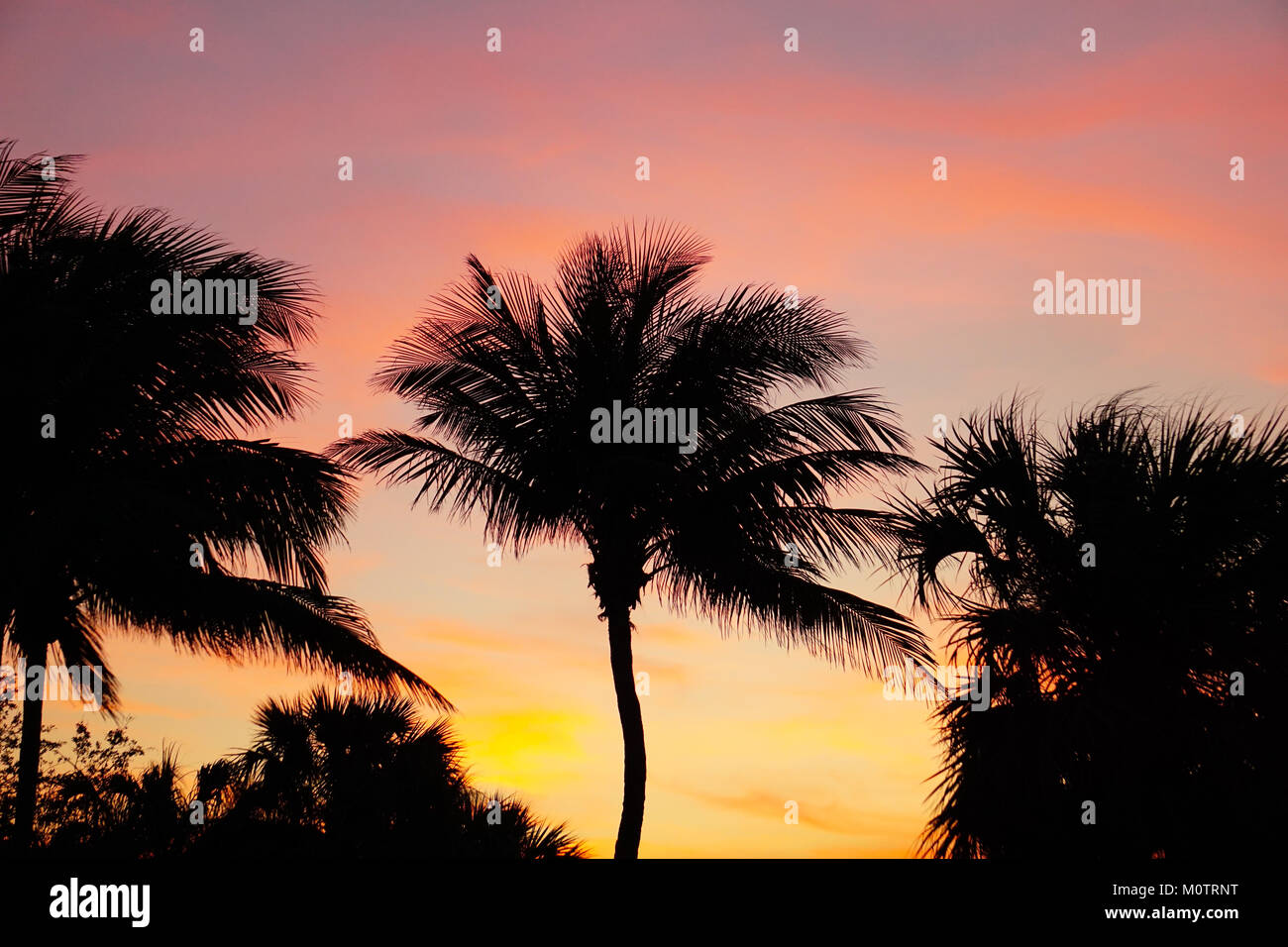Palme al tramonto in Jensen Beach, Florida Foto Stock