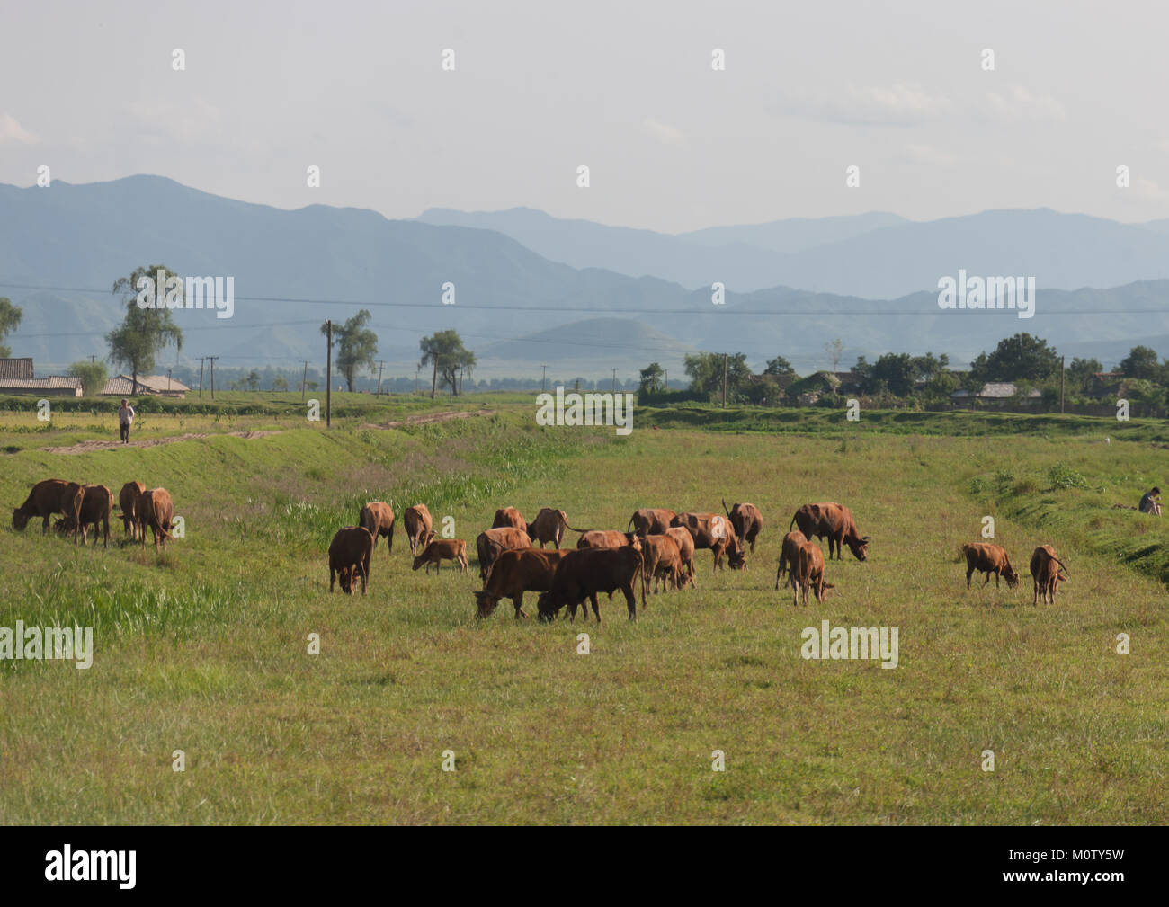 Le mucche al pascolo campi verdi, Sud Pyongan Provincia, Chonsam Cooperativa, Corea del Nord Foto Stock